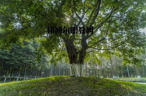 四川檔案學(xué)校2020年報(bào)名條件、招生要求、招生對(duì)象